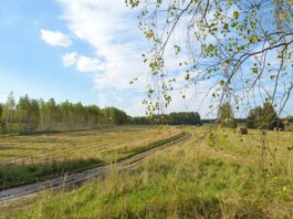Tranquil summer landscape with birch trees, open fields, and a winding path.