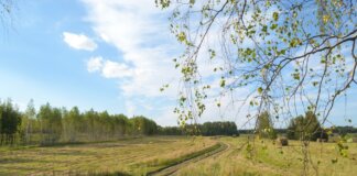 Tranquil summer landscape with birch trees, open fields, and a winding path.