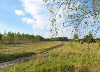 Tranquil summer landscape with birch trees, open fields, and a winding path.