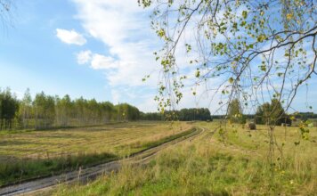 Calgary: где в августе 2026 года установят камеры фотофиксации Tranquil summer landscape with birch trees, open fields, and a winding path.