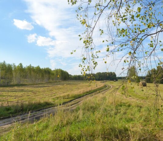 Tranquil summer landscape with birch trees, open fields, and a winding path.
