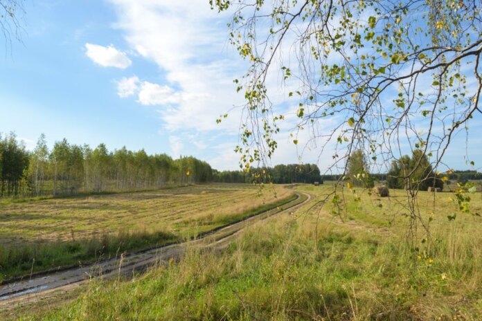 Tranquil summer landscape with birch trees, open fields, and a winding path.