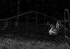 A child gracefully swings on monkey bars at a playground, captured in a black and white image.