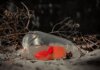 Британская Колумбия отменила запрет на забор воды из реки Салмон A vibrant orange goldfish in a plastic bag on and ground, surrounded by dry twigs.