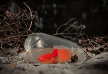 Британская Колумбия отменила запрет на забор воды из реки Салмон A vibrant orange goldfish in a plastic bag on and ground, surrounded by dry twigs.