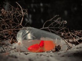 A vibrant orange goldfish in a plastic bag on and ground, surrounded by dry twigs.