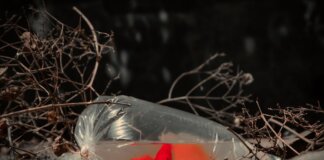 A vibrant orange goldfish in a plastic bag on and ground, surrounded by dry twigs.