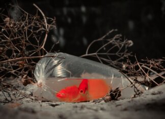 Британская Колумбия отменила запрет на забор воды из реки Салмон A vibrant orange goldfish in a plastic bag on and ground, surrounded by dry twigs.