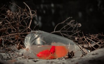 A vibrant orange goldfish in a plastic bag on and ground, surrounded by dry twigs.