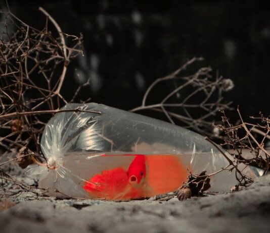 A vibrant orange goldfish in a plastic bag on and ground, surrounded by dry twigs.
