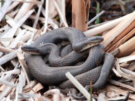 Close-up of intertwined water snakes among dried reeds in their natural habitat.