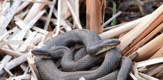 Close-up of intertwined water snakes among dried reeds in their natural habitat.