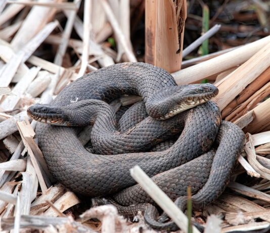 Close-up of intertwined water snakes among dried reeds in their natural habitat.