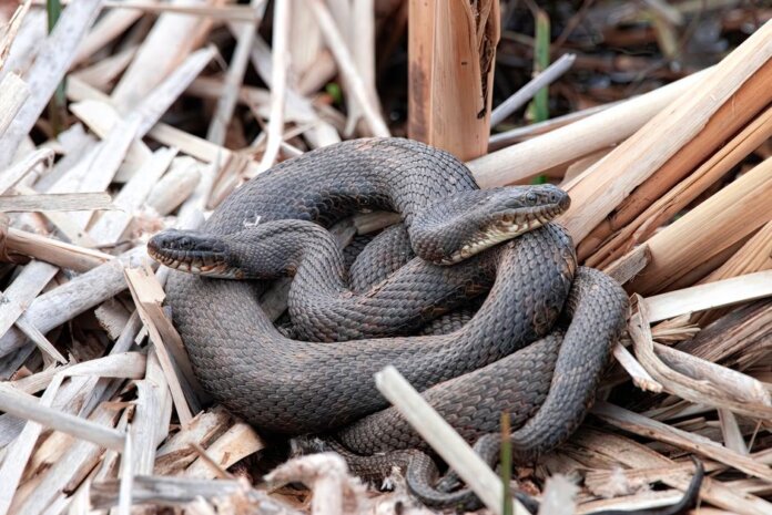 Close-up of intertwined water snakes among dried reeds in their natural habitat.