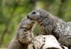 Close-up of two groundhogs interacting on a log in a natural setting.