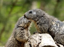 Close-up of two groundhogs interacting on a log in a natural setting.