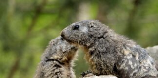 Close-up of two groundhogs interacting on a log in a natural setting.