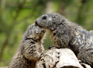 Close-up of two groundhogs interacting on a log in a natural setting.
