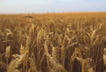 Close-up view of a golden wheat field ready for harvest under a clear sky.