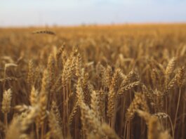Close-up view of a golden wheat field ready for harvest under a clear sky.