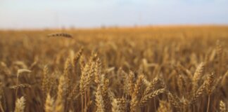 Close-up view of a golden wheat field ready for harvest under a clear sky.