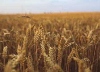 Close-up view of a golden wheat field ready for harvest under a clear sky.