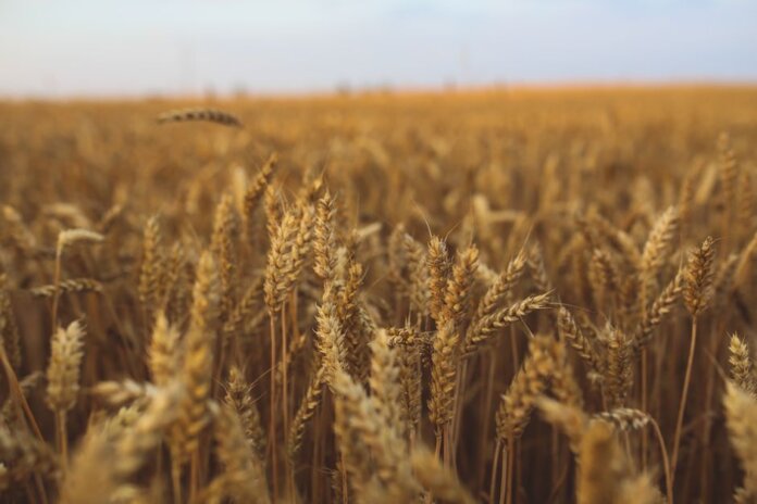 Close-up view of a golden wheat field ready for harvest under a clear sky. Close-up view of a golden wheat field ready for harvest under a clear sky.