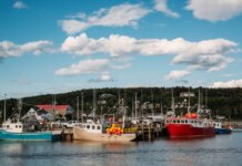 Colorful fishing boats docked in a tranquil harbor in New Brunswick, Canada, on a sunny day.