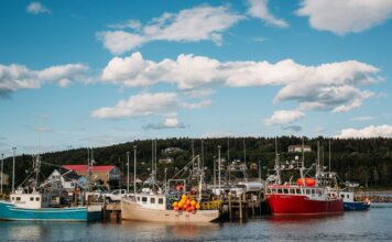 Colorful fishing boats docked in a tranquil harbor in New Brunswick, Canada, on a sunny day.