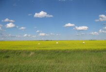 Vast canola fields in Estevan, Saskatchewan, Canada, showcasing a clear blue sky and lush greenery.