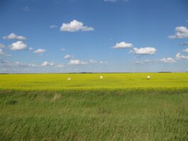 Vast canola fields in Estevan, Saskatchewan, Canada, showcasing a clear blue sky and lush greenery.