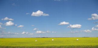Vast canola fields in Estevan, Saskatchewan, Canada, showcasing a clear blue sky and lush greenery.