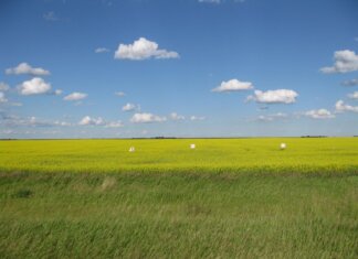 Vast canola fields in Estevan, Saskatchewan, Canada, showcasing a clear blue sky and lush greenery.