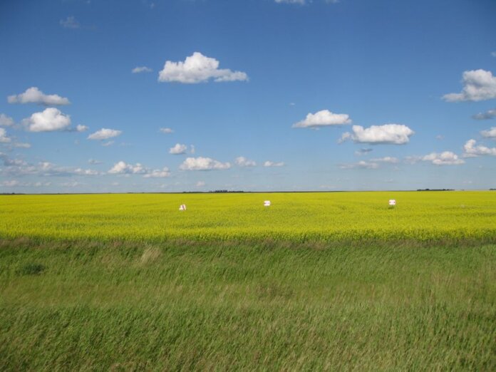 Vast canola fields in Estevan, Saskatchewan, Canada, showcasing a clear blue sky and lush greenery.