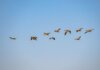 A group of geese soaring through the clear blue sky, showcasing nature in motion.