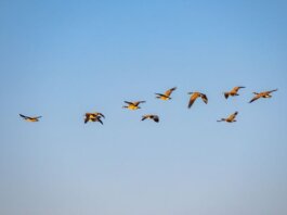 A group of geese soaring through the clear blue sky, showcasing nature in motion.