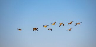 A group of geese soaring through the clear blue sky, showcasing nature in motion.