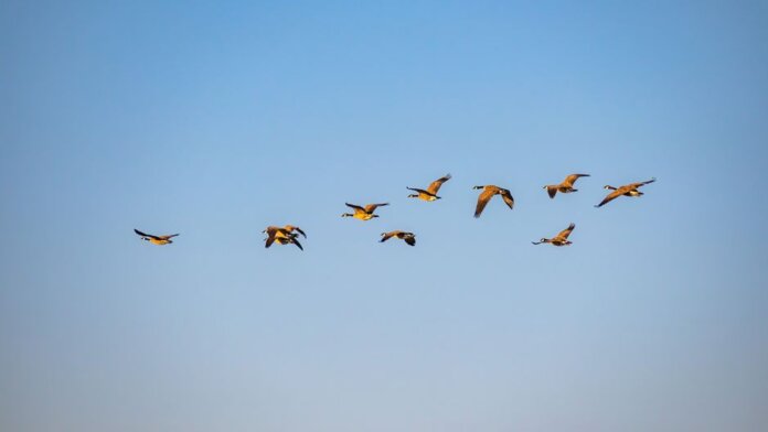 A group of geese soaring through the clear blue sky, showcasing nature in motion. A group of geese soaring through the clear blue sky, showcasing nature in motion.