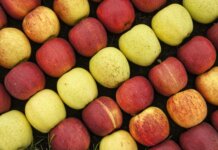 A vibrant display of fresh red and yellow apples in rows captured from above, showcasing abundance.