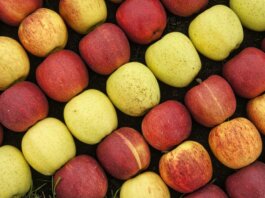 A vibrant display of fresh red and yellow apples in rows captured from above, showcasing abundance.