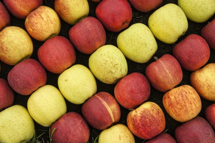 A vibrant display of fresh red and yellow apples in rows captured from above, showcasing abundance.