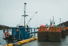 Премьер Ньюфаундленда осудил планы Франции по промыслу снежного краба у шельфа Канады Docked fishing boats with stacked crab pots on a wet harbor under a gray sky.