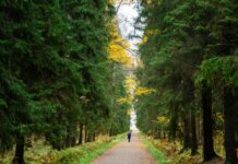 A lone runner jogs through a serene forest path surrounded by autumn foliage.