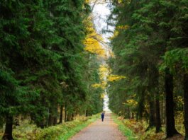 A lone runner jogs through a serene forest path surrounded by autumn foliage.