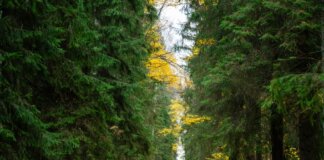 A lone runner jogs through a serene forest path surrounded by autumn foliage.