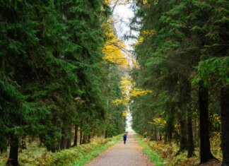A lone runner jogs through a serene forest path surrounded by autumn foliage.