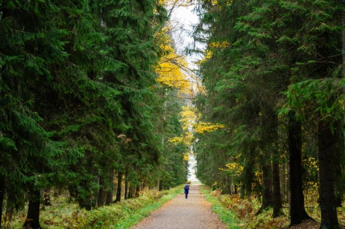 A lone runner jogs through a serene forest path surrounded by autumn foliage. A lone runner jogs through a serene forest path surrounded by autumn foliage.
