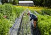 Министр Лайтбаунд объявил о дополнительном финансировании Agricultrices du Québec A woman performs farming tasks amidst lush plants and colorful flowers on a bright day.