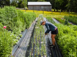 A woman performs farming tasks amidst lush plants and colorful flowers on a bright day.
