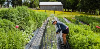 A woman performs farming tasks amidst lush plants and colorful flowers on a bright day.